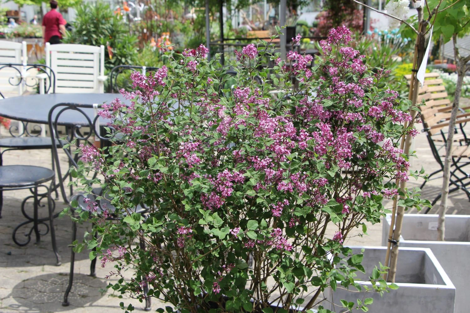 Syringa 'Bloomerang® Dark Purple' (Zwergflieder) 4 Syringa 'Bloomerang® Dark Purple' (Zwergflieder) – Bild 2