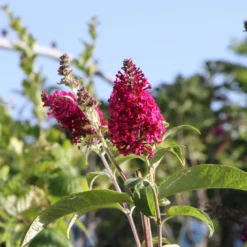 Buddleja Davidii 'Funky Fuchsia' (Sommerflieder)