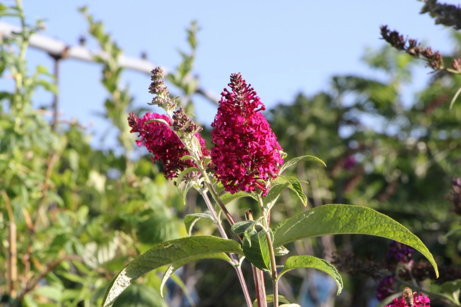 Buddleja Davidii 'Funky Fuchsia' (Sommerflieder) 3 Buddleja Davidii 'Funky Fuchsia' (Sommerflieder)