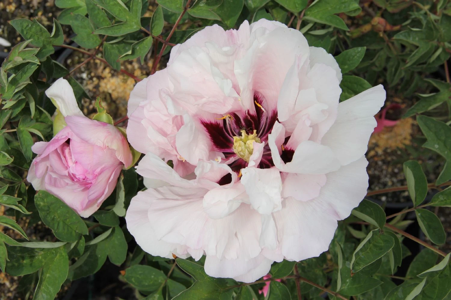 Paeonia Rockii 'Fen Xi Shi' (Strauchpfingstrose 'Rosa Schönheit') 3 Paeonia Rockii 'Fen Xi Shi' (Strauchpfingstrose 'Rosa Schönheit')