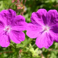 Das Hangbeet (Clevere Bepflanzung Für Schräge Flächen) -Gartenpflanzen Verkaufsladen 2003344 Das 20Hangbeet Clevere 20Bepflanzung 20fuer 20schraege 20Flaechen 11
