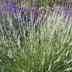 Das Hangbeet (Clevere Bepflanzung Für Schräge Flächen) -Gartenpflanzen Verkaufsladen 2003344 Das 20Hangbeet Clevere 20Bepflanzung 20fuer 20schraege 20Flaechen 13