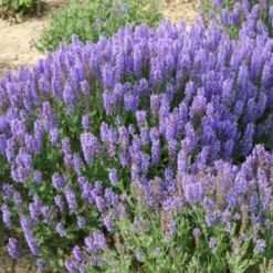 Das Hangbeet (Clevere Bepflanzung Für Schräge Flächen) -Gartenpflanzen Verkaufsladen 2003344 Das 20Hangbeet Clevere 20Bepflanzung 20fuer 20schraege 20Flaechen 15