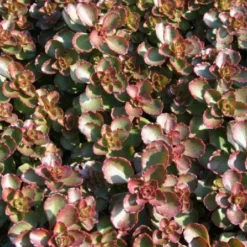 Das Hangbeet (Clevere Bepflanzung Für Schräge Flächen) -Gartenpflanzen Verkaufsladen 2003344 Das 20Hangbeet Clevere 20Bepflanzung 20fuer 20schraege 20Flaechen 17