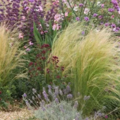 Das Hangbeet (Clevere Bepflanzung Für Schräge Flächen) -Gartenpflanzen Verkaufsladen 2003344 Das 20Hangbeet Clevere 20Bepflanzung 20fuer 20schraege 20Flaechen 19