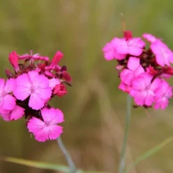 Das Hangbeet (Clevere Bepflanzung Für Schräge Flächen) -Gartenpflanzen Verkaufsladen 2003344 Das 20Hangbeet Clevere 20Bepflanzung 20fuer 20schraege 20Flaechen 8