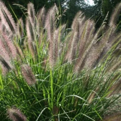 Gräsermeer (Wogende (Pflege-)Leichtigkeit) -Gartenpflanzen Verkaufsladen 2003439 Graesermeer Wogende 20Pflege Leichtigkeit 11