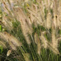 Gräsermeer (Wogende (Pflege-)Leichtigkeit) -Gartenpflanzen Verkaufsladen 2003439 Graesermeer Wogende 20Pflege Leichtigkeit 12