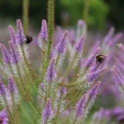 Gräsermeer (Wogende (Pflege-)Leichtigkeit) -Gartenpflanzen Verkaufsladen 2003439 Graesermeer Wogende 20Pflege Leichtigkeit 14