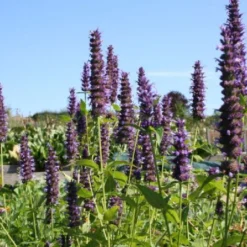 Gräsermeer (Wogende (Pflege-)Leichtigkeit) -Gartenpflanzen Verkaufsladen 2003439 Graesermeer Wogende 20Pflege Leichtigkeit 3