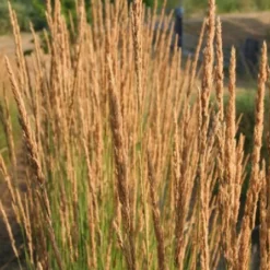 Gräsermeer (Wogende (Pflege-)Leichtigkeit) -Gartenpflanzen Verkaufsladen 2003439 Graesermeer Wogende 20Pflege Leichtigkeit 4