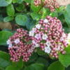 Viburnum Tinus 'Lisa Rose' (Lorbeer-Schneeball) -Gartenpflanzen Verkaufsladen 2003478 Viburnum 20tinus 20Lisa 20Rose Lorbeer Schneeball 1