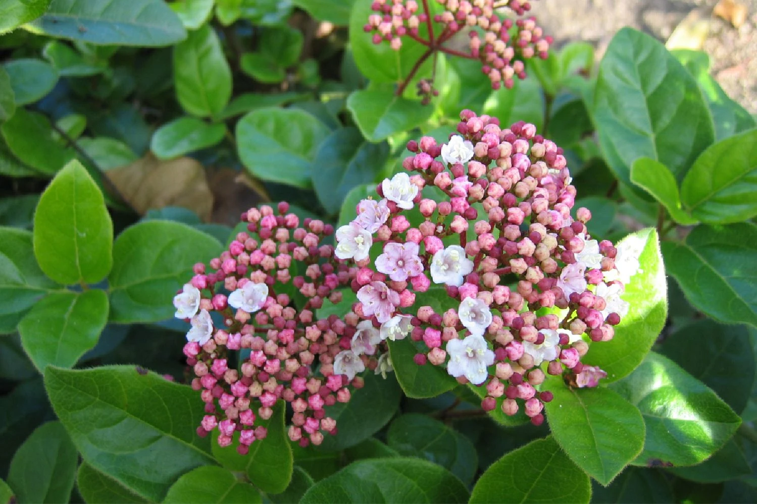 Viburnum Tinus 'Lisa Rose' (Lorbeer-Schneeball) 3 Viburnum Tinus 'Lisa Rose' (Lorbeer-Schneeball)