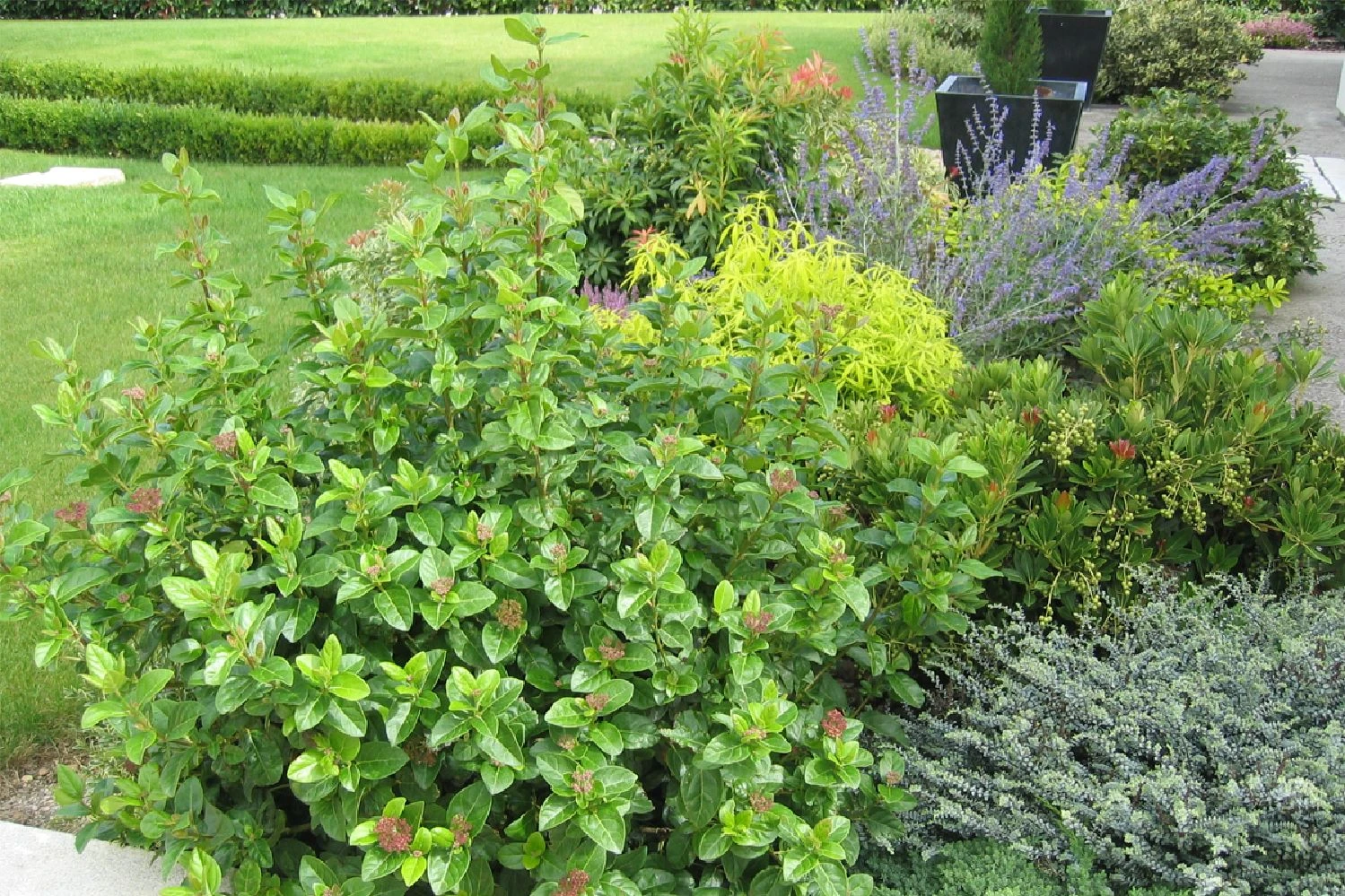 Viburnum Tinus 'Lisa Rose' (Lorbeer-Schneeball) 4 Viburnum Tinus 'Lisa Rose' (Lorbeer-Schneeball) – Bild 2