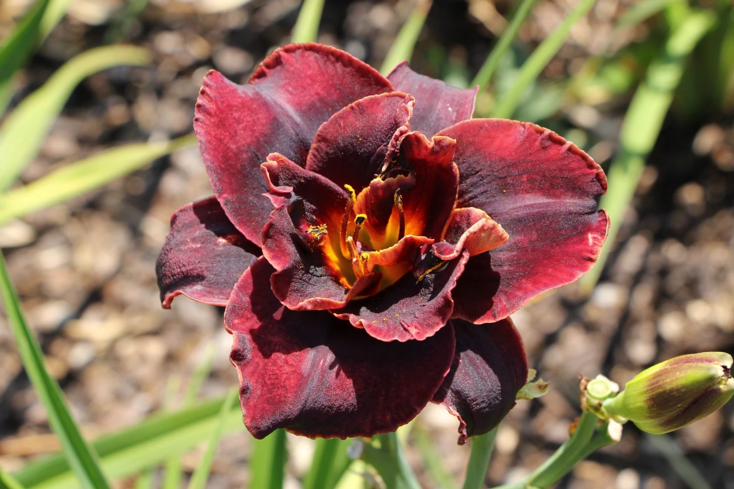 Hemerocallis 'Voodoo Dancer' (Großblumige Taglilie) – Bild 2