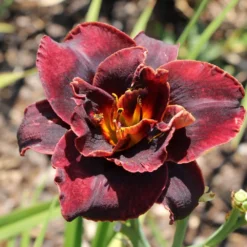 Hemerocallis 'Voodoo Dancer' (Großblumige Taglilie)