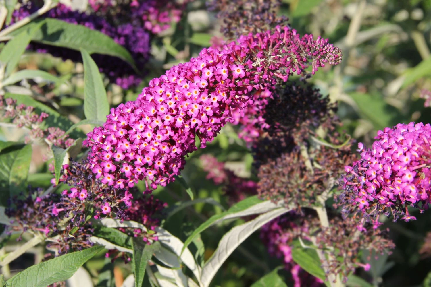 Buddleja Davidii 'Magenta Munchkin' (Sommerflieder) 3 Buddleja Davidii 'Magenta Munchkin' (Sommerflieder)