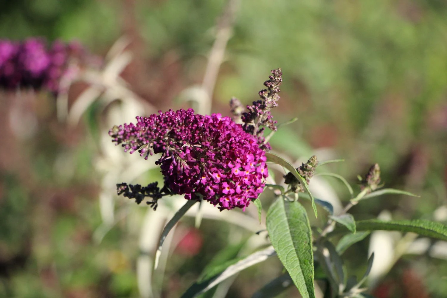 Buddleja Davidii 'Magenta Munchkin' (Sommerflieder) 4 Buddleja Davidii 'Magenta Munchkin' (Sommerflieder) – Bild 2