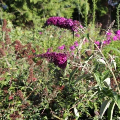 Buddleja Davidii 'Magenta Munchkin' (Sommerflieder) 7 Buddleja Davidii 'Magenta Munchkin' (Sommerflieder) -Gartenpflanzen Verkaufsladen 2003514 Buddleja 20davidii 20Magenta 20Munchkin Sommerflieder 3