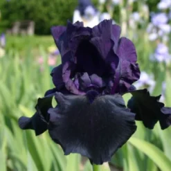 Männerbeet (Imposante Staudenpracht In Kühlen Farbtönen) 29 Männerbeet (Imposante Staudenpracht In Kühlen Farbtönen) -Gartenpflanzen Verkaufsladen 2003530 Maennerbeet Imposante 20Staudenpracht 20in 20kuehlen 20Farbtoenen 10