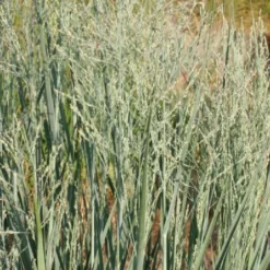 Männerbeet (Imposante Staudenpracht In Kühlen Farbtönen) 31 Männerbeet (Imposante Staudenpracht In Kühlen Farbtönen) -Gartenpflanzen Verkaufsladen 2003530 Maennerbeet Imposante 20Staudenpracht 20in 20kuehlen 20Farbtoenen 12