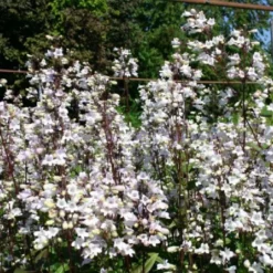 Männerbeet (Imposante Staudenpracht In Kühlen Farbtönen) 32 Männerbeet (Imposante Staudenpracht In Kühlen Farbtönen) -Gartenpflanzen Verkaufsladen 2003530 Maennerbeet Imposante 20Staudenpracht 20in 20kuehlen 20Farbtoenen 13