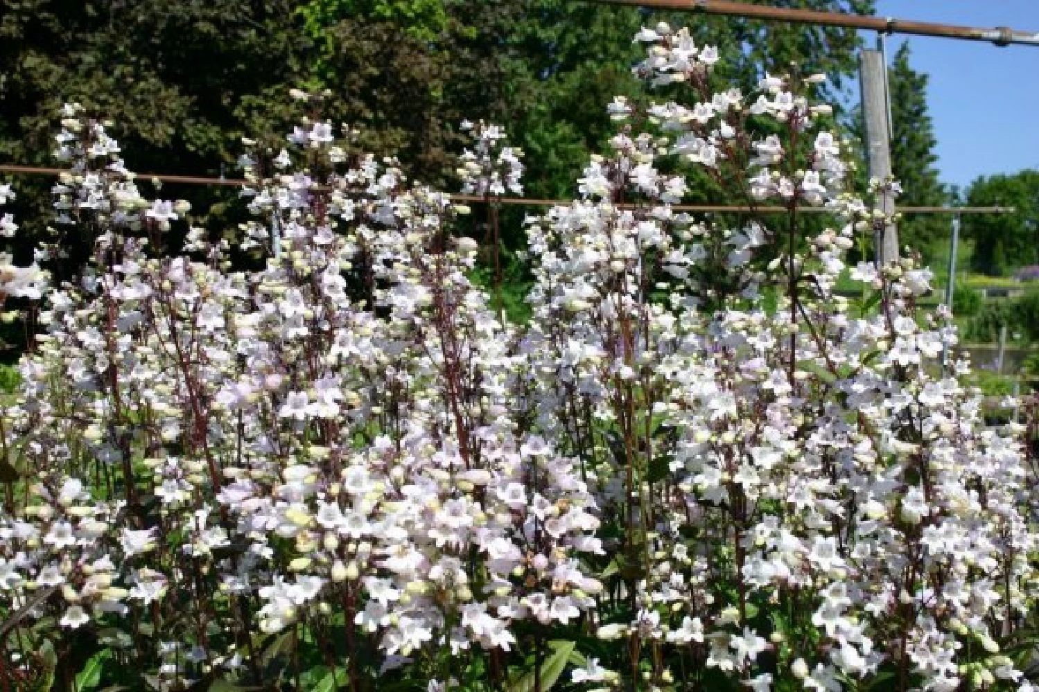 Männerbeet (Imposante Staudenpracht In Kühlen Farbtönen) 15 Männerbeet (Imposante Staudenpracht In Kühlen Farbtönen) – Bild 13