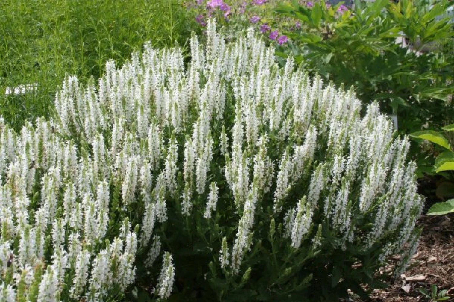 Männerbeet (Imposante Staudenpracht In Kühlen Farbtönen) 17 Männerbeet (Imposante Staudenpracht In Kühlen Farbtönen) – Bild 15