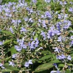 Männerbeet (Imposante Staudenpracht In Kühlen Farbtönen) 35 Männerbeet (Imposante Staudenpracht In Kühlen Farbtönen) -Gartenpflanzen Verkaufsladen 2003530 Maennerbeet Imposante 20Staudenpracht 20in 20kuehlen 20Farbtoenen 16