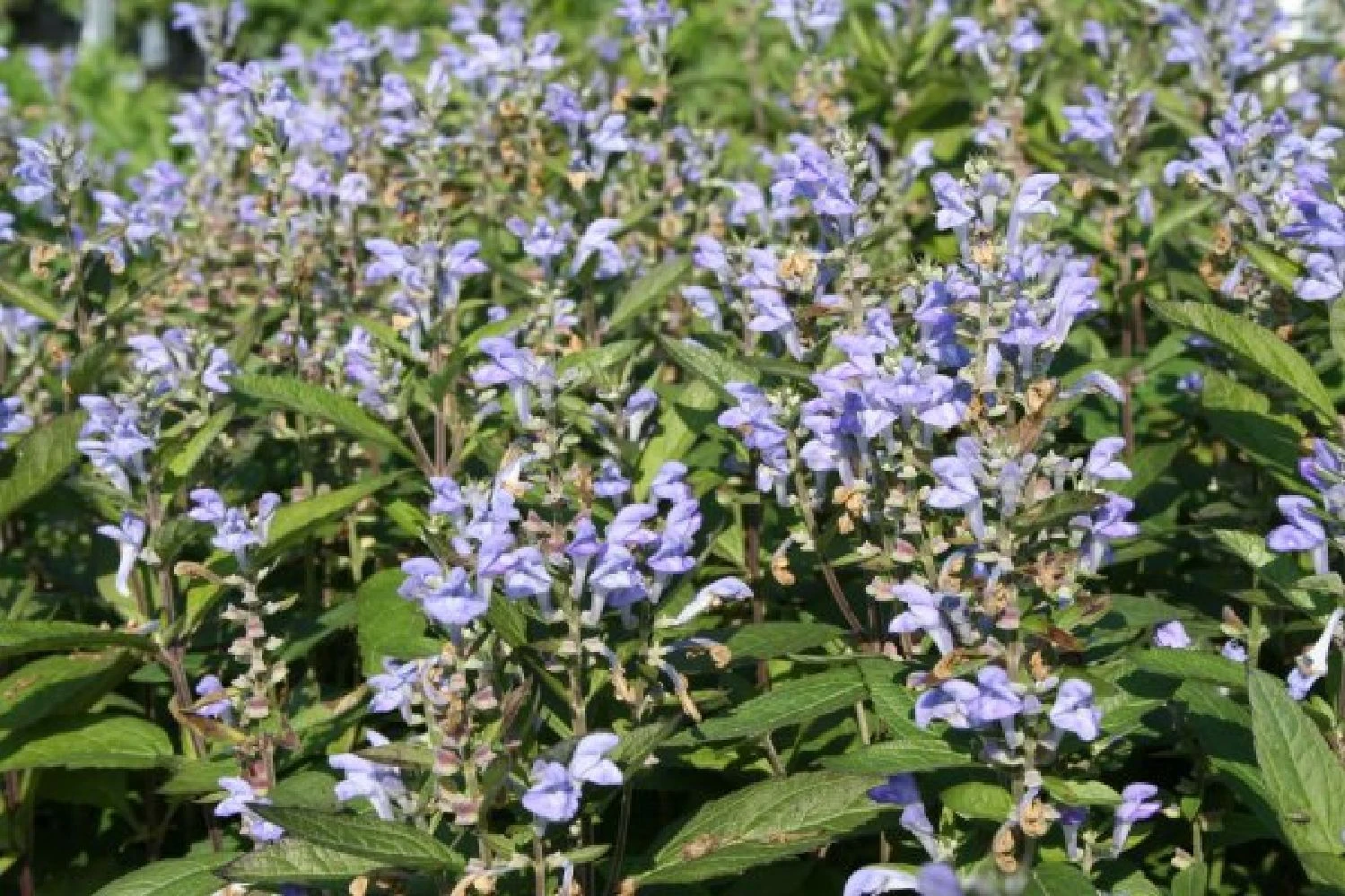 Männerbeet (Imposante Staudenpracht In Kühlen Farbtönen) 18 Männerbeet (Imposante Staudenpracht In Kühlen Farbtönen) – Bild 16