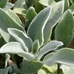 Männerbeet (Imposante Staudenpracht In Kühlen Farbtönen) 36 Männerbeet (Imposante Staudenpracht In Kühlen Farbtönen) -Gartenpflanzen Verkaufsladen 2003530 Maennerbeet Imposante 20Staudenpracht 20in 20kuehlen 20Farbtoenen 17