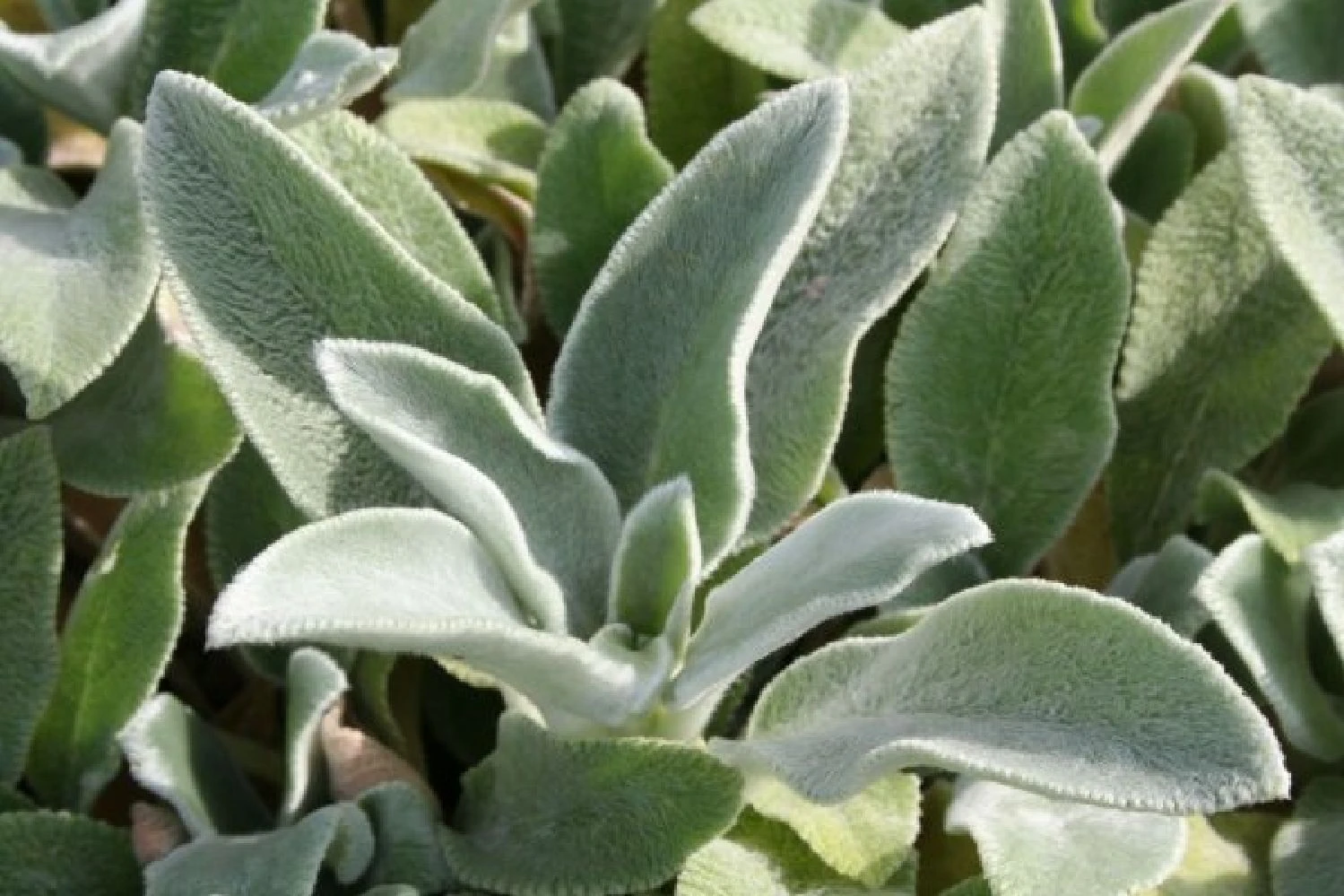 Männerbeet (Imposante Staudenpracht In Kühlen Farbtönen) 19 Männerbeet (Imposante Staudenpracht In Kühlen Farbtönen) – Bild 17