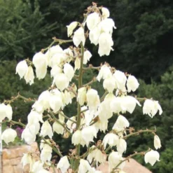 Männerbeet (Imposante Staudenpracht In Kühlen Farbtönen) 37 Männerbeet (Imposante Staudenpracht In Kühlen Farbtönen) -Gartenpflanzen Verkaufsladen 2003530 Maennerbeet Imposante 20Staudenpracht 20in 20kuehlen 20Farbtoenen 18