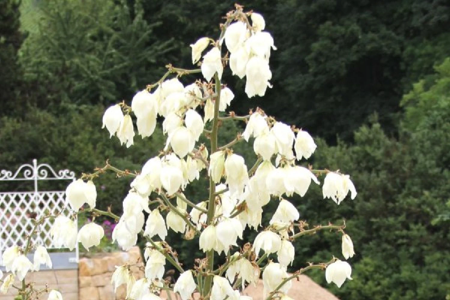 Männerbeet (Imposante Staudenpracht In Kühlen Farbtönen) 20 Männerbeet (Imposante Staudenpracht In Kühlen Farbtönen) – Bild 18