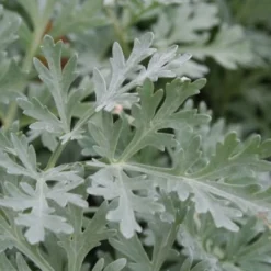 Männerbeet (Imposante Staudenpracht In Kühlen Farbtönen) 22 Männerbeet (Imposante Staudenpracht In Kühlen Farbtönen) -Gartenpflanzen Verkaufsladen 2003530 Maennerbeet Imposante 20Staudenpracht 20in 20kuehlen 20Farbtoenen 3