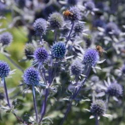 Männerbeet (Imposante Staudenpracht In Kühlen Farbtönen) 24 Männerbeet (Imposante Staudenpracht In Kühlen Farbtönen) -Gartenpflanzen Verkaufsladen 2003530 Maennerbeet Imposante 20Staudenpracht 20in 20kuehlen 20Farbtoenen 5