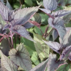 Männerbeet (Imposante Staudenpracht In Kühlen Farbtönen) 25 Männerbeet (Imposante Staudenpracht In Kühlen Farbtönen) -Gartenpflanzen Verkaufsladen 2003530 Maennerbeet Imposante 20Staudenpracht 20in 20kuehlen 20Farbtoenen 6