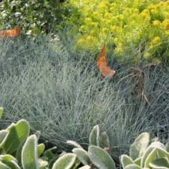 Männerbeet (Imposante Staudenpracht In Kühlen Farbtönen) 26 Männerbeet (Imposante Staudenpracht In Kühlen Farbtönen) -Gartenpflanzen Verkaufsladen 2003530 Maennerbeet Imposante 20Staudenpracht 20in 20kuehlen 20Farbtoenen 7