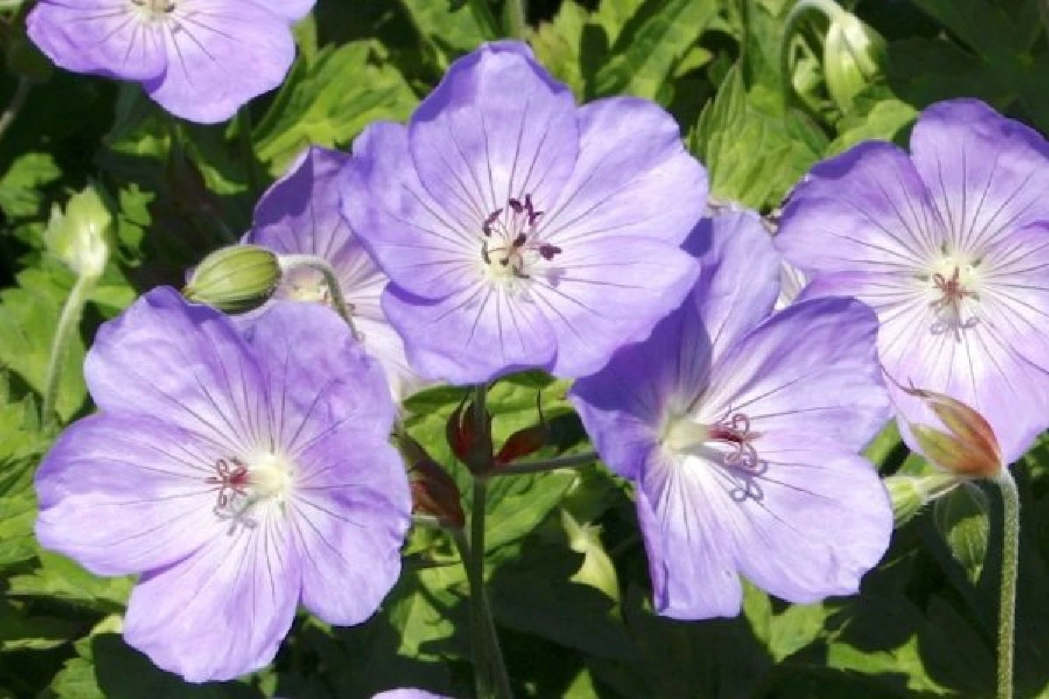 Männerbeet (Imposante Staudenpracht In Kühlen Farbtönen) 10 Männerbeet (Imposante Staudenpracht In Kühlen Farbtönen) – Bild 8