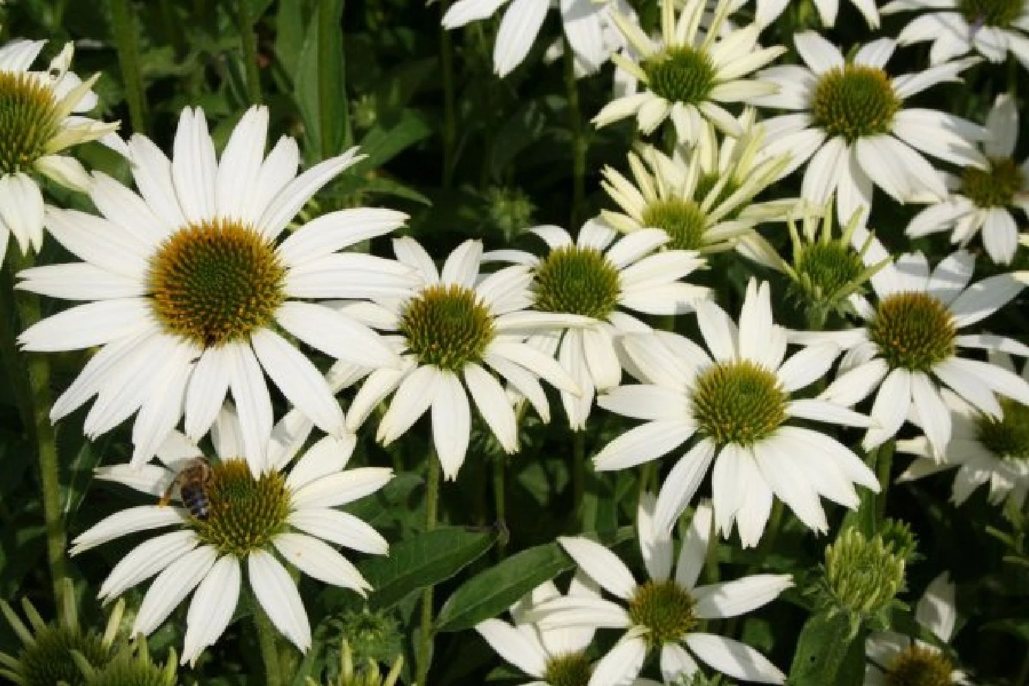 Leuchtender Herbst (Farbenfroher Ausklang Im Garten) 12 Leuchtender Herbst (Farbenfroher Ausklang Im Garten) – Bild 10