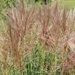 Leuchtender Herbst (Farbenfroher Ausklang Im Garten) 29 Leuchtender Herbst (Farbenfroher Ausklang Im Garten) -Gartenpflanzen Verkaufsladen 2003555 Leuchtender 20Herbst Farbenfroher 20Ausklang 20im 20Garten 12