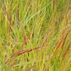 Leuchtender Herbst (Farbenfroher Ausklang Im Garten) 31 Leuchtender Herbst (Farbenfroher Ausklang Im Garten) -Gartenpflanzen Verkaufsladen 2003555 Leuchtender 20Herbst Farbenfroher 20Ausklang 20im 20Garten 14