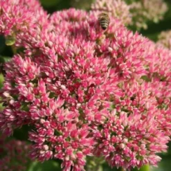 Leuchtender Herbst (Farbenfroher Ausklang Im Garten) 33 Leuchtender Herbst (Farbenfroher Ausklang Im Garten) -Gartenpflanzen Verkaufsladen 2003555 Leuchtender 20Herbst Farbenfroher 20Ausklang 20im 20Garten 16