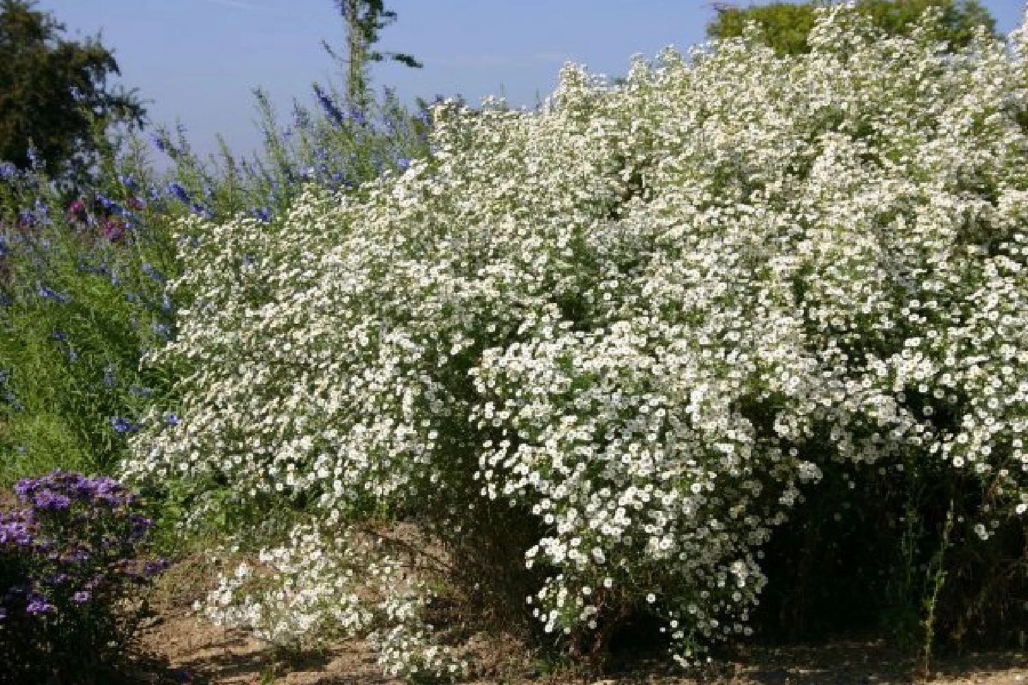 Leuchtender Herbst (Farbenfroher Ausklang Im Garten) 5 Leuchtender Herbst (Farbenfroher Ausklang Im Garten) – Bild 3