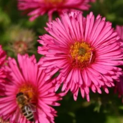 Leuchtender Herbst (Farbenfroher Ausklang Im Garten) 21 Leuchtender Herbst (Farbenfroher Ausklang Im Garten) -Gartenpflanzen Verkaufsladen 2003555 Leuchtender 20Herbst Farbenfroher 20Ausklang 20im 20Garten 4