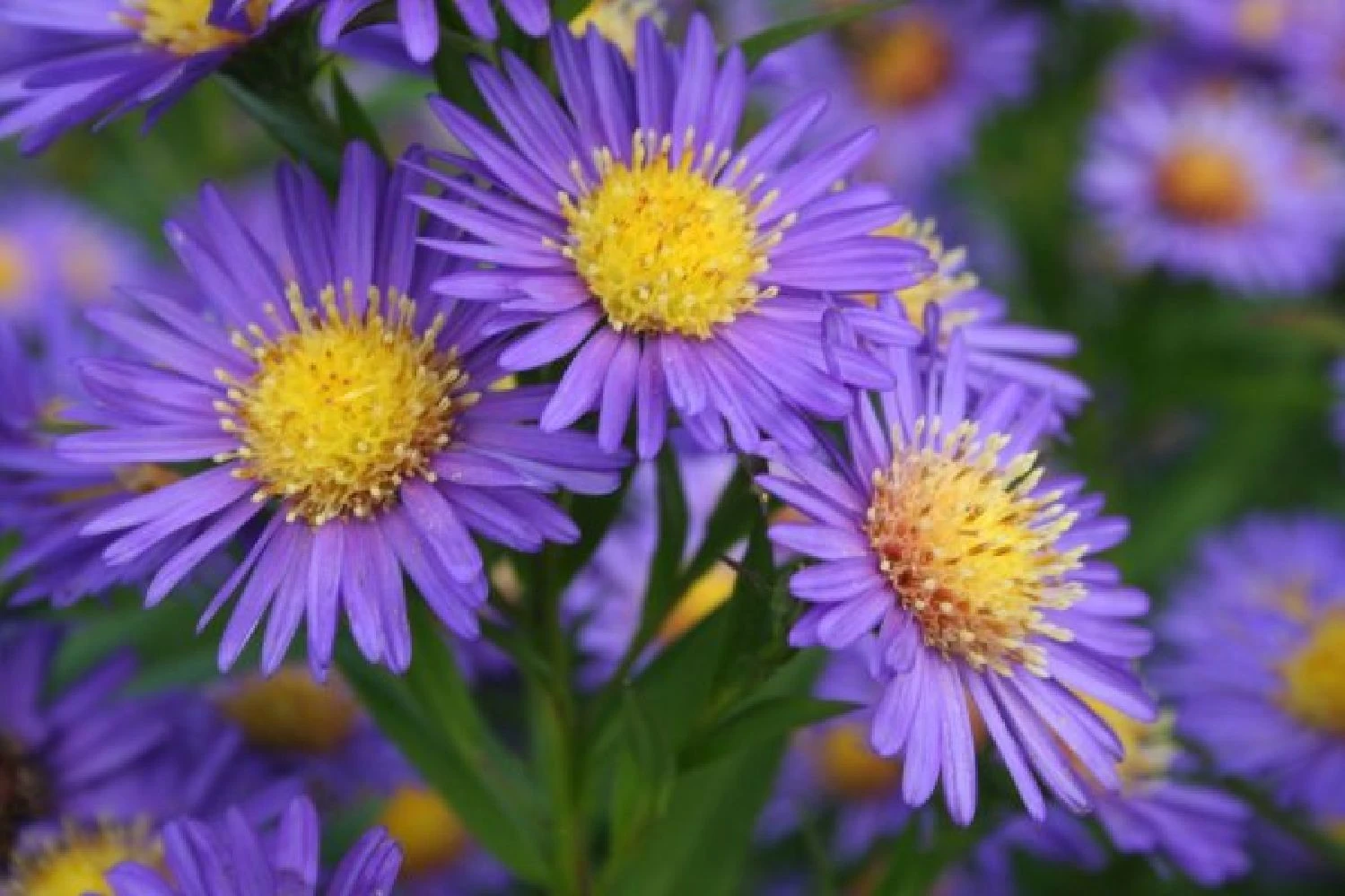 Leuchtender Herbst (Farbenfroher Ausklang Im Garten) 7 Leuchtender Herbst (Farbenfroher Ausklang Im Garten) – Bild 5
