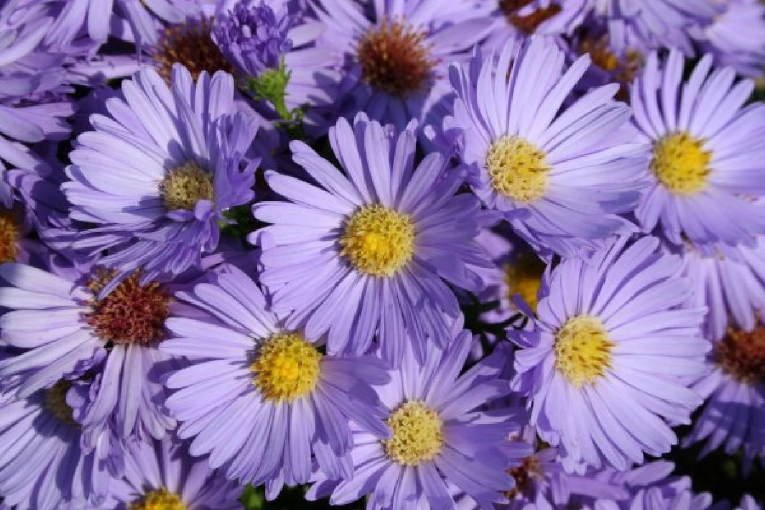 Leuchtender Herbst (Farbenfroher Ausklang Im Garten) 8 Leuchtender Herbst (Farbenfroher Ausklang Im Garten) – Bild 6