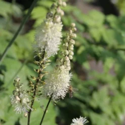 Leuchtender Herbst (Farbenfroher Ausklang Im Garten) 26 Leuchtender Herbst (Farbenfroher Ausklang Im Garten) -Gartenpflanzen Verkaufsladen 2003555 Leuchtender 20Herbst Farbenfroher 20Ausklang 20im 20Garten 9