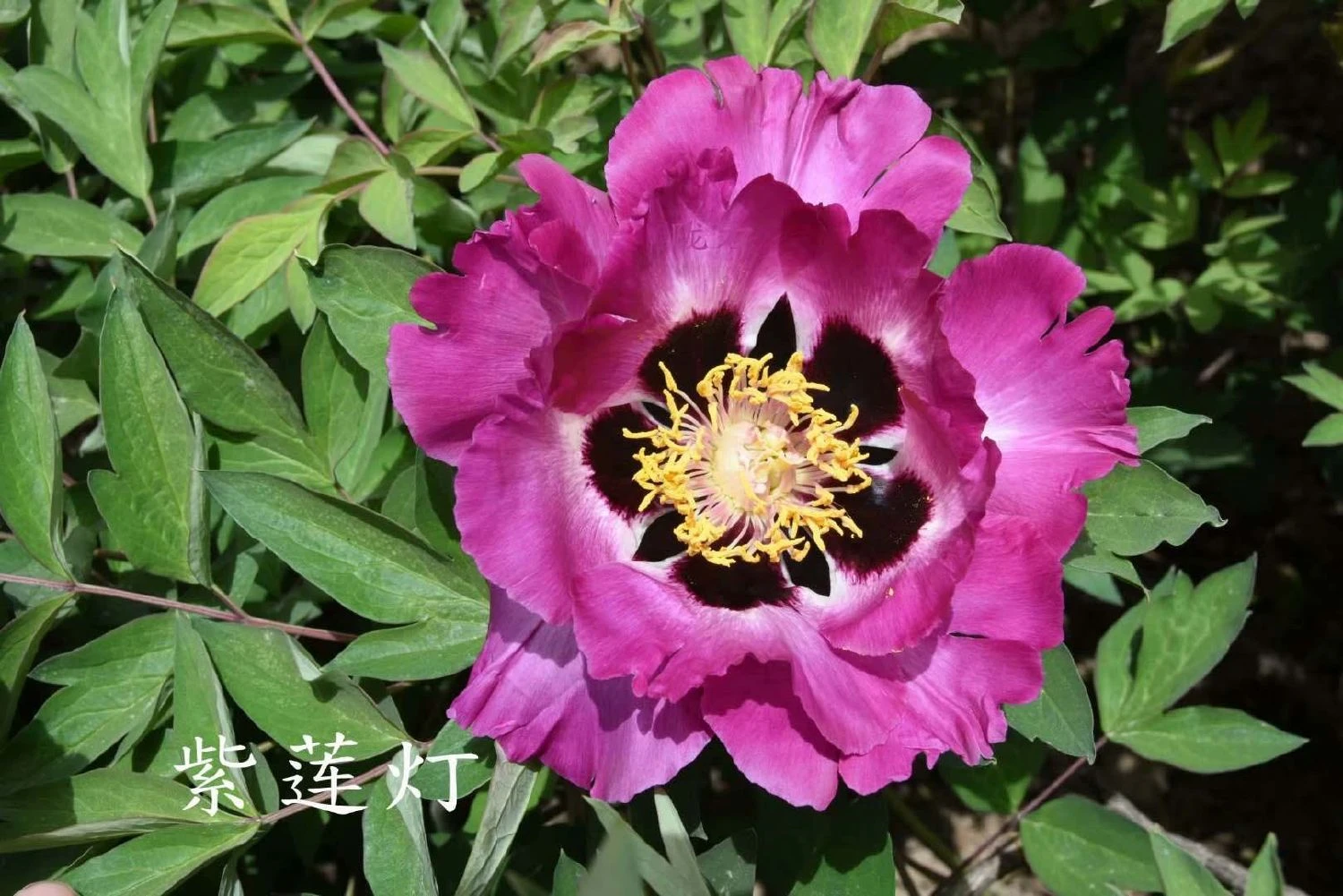 Paeonia Rockii 'Zi Lian Deng' (Strauchpfingstrose 'Leuchten Des Purpurlotus') 3 Paeonia Rockii 'Zi Lian Deng' (Strauchpfingstrose 'Leuchten Des Purpurlotus')