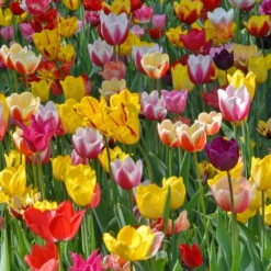 Tulpenmischung 'Tutti Tulpi' (Fröhlich-buntes Tulpensortiment)